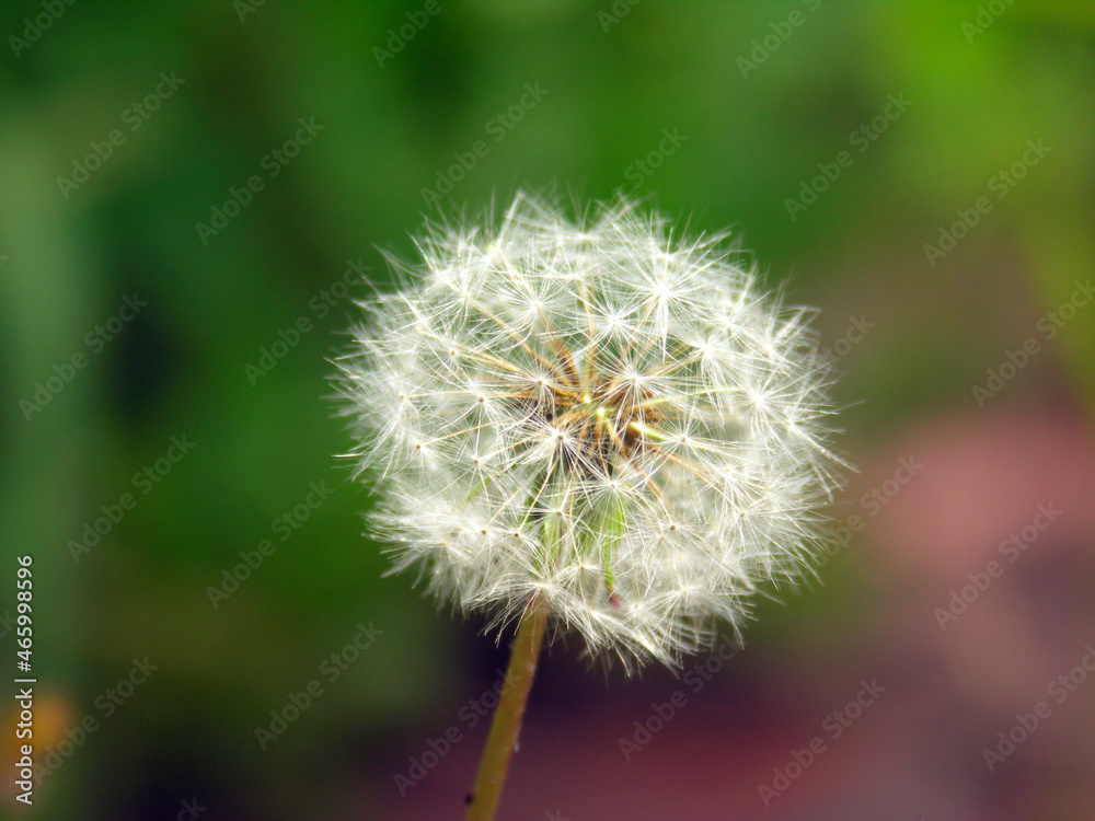 Fototapeta premium たんぽぽ