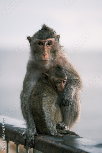 Portrait of macaque monkey, Monkey sitting on fence against Bali sea, Barbary macaques of Gibraltar, monkey family, monkey family love. © suriyapong