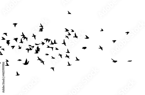 A flock of flying birds. Free birds. Vector illustration