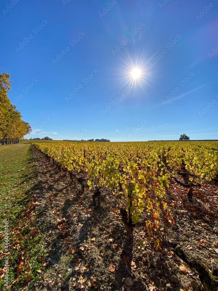 Vignes à Margaux en automne, Gironde