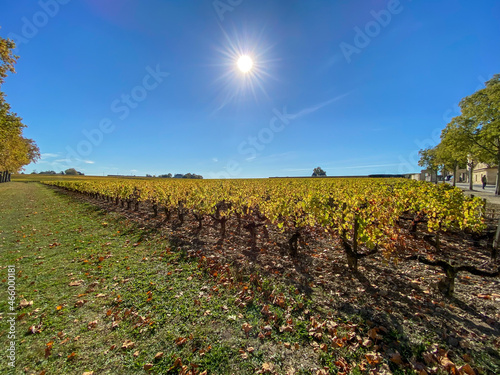 Vignes à Margaux en automne, Gironde photo