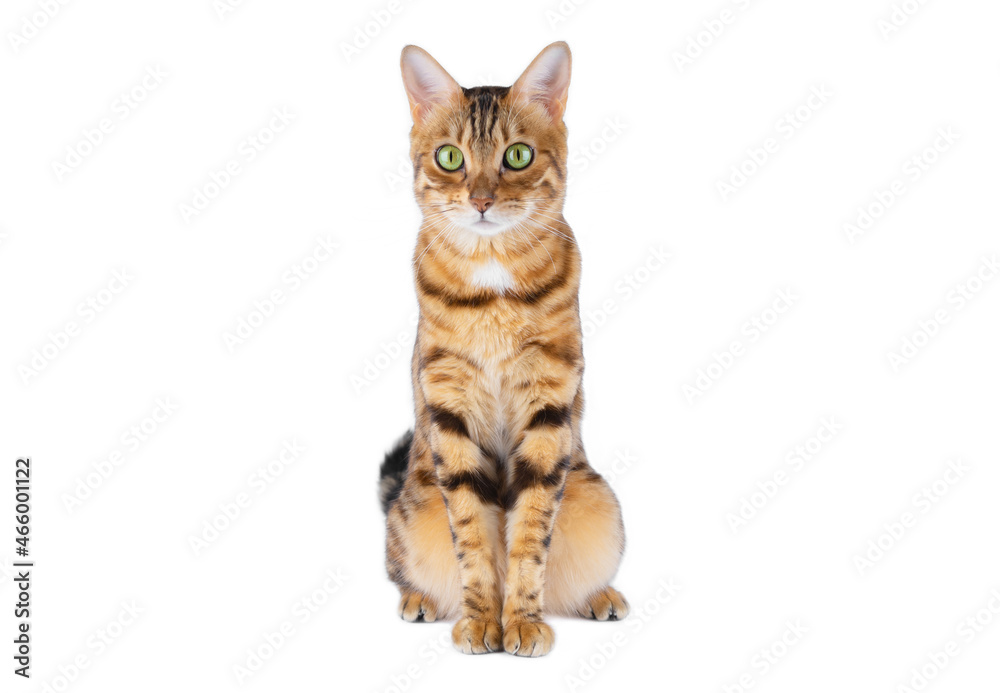 Obraz premium The cat sits with its front legs together, looking at the camera.