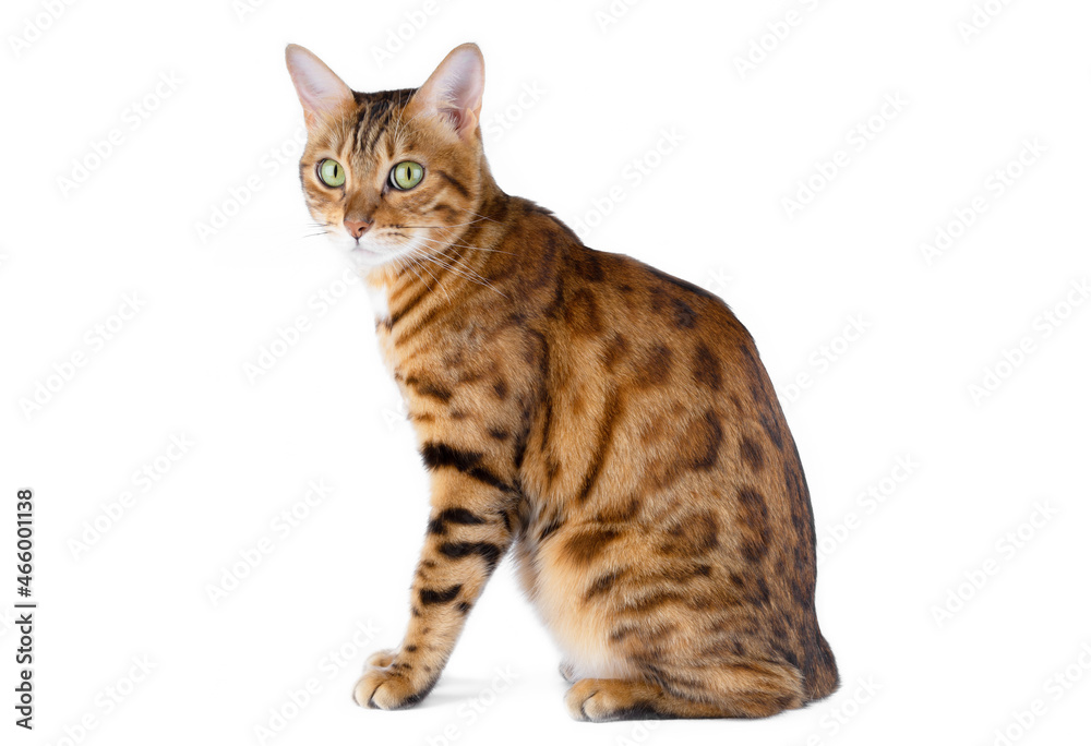 Domestic cat sits sideways to the camera on a white background.