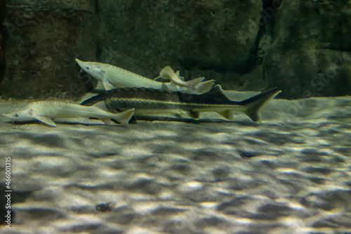 Acipenser oxyrinchus against a background of yellow sand