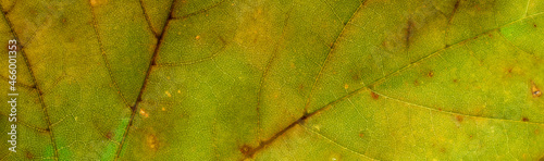 yellow and green leaf photo with visible details