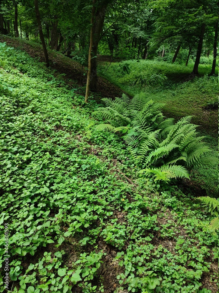 Obraz premium summer forest