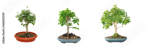 chinese privet bonsai isolated on dark background