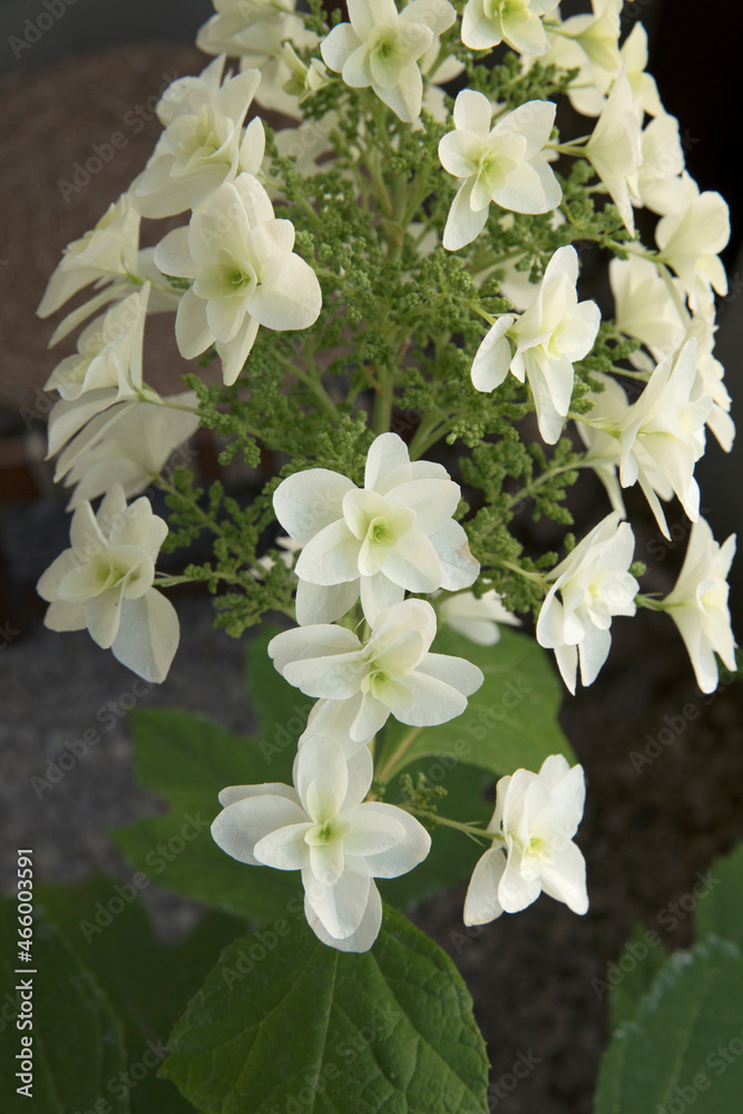 Floral. Closeup view of Hydrangea quercifolia, also known as oakleaf hydrangea, flowers of white petals spring blooming in the garden.