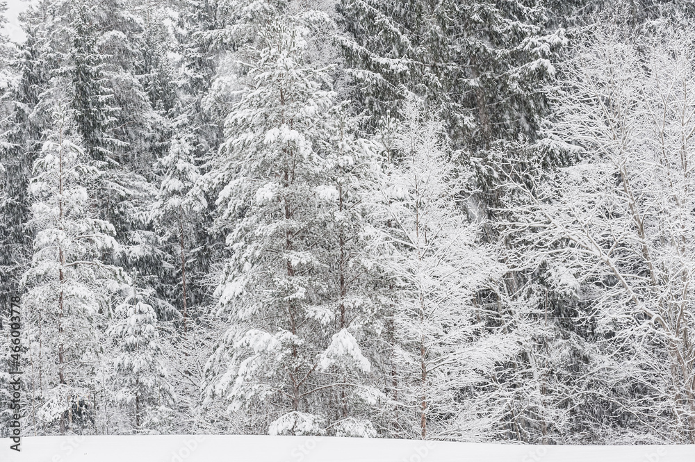 Naklejka premium Snow covered trees in winter forest