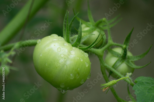 After rain the young fruits of the developing persimmon tomato (Solanum lycopersicum) remain with droplets in the city of Rio de Janeiro, Brazil.
