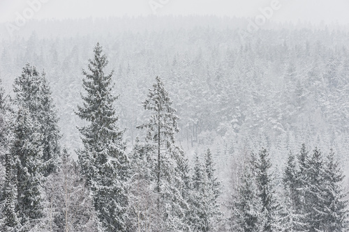 Snow covered trees in winter forest © Mikael