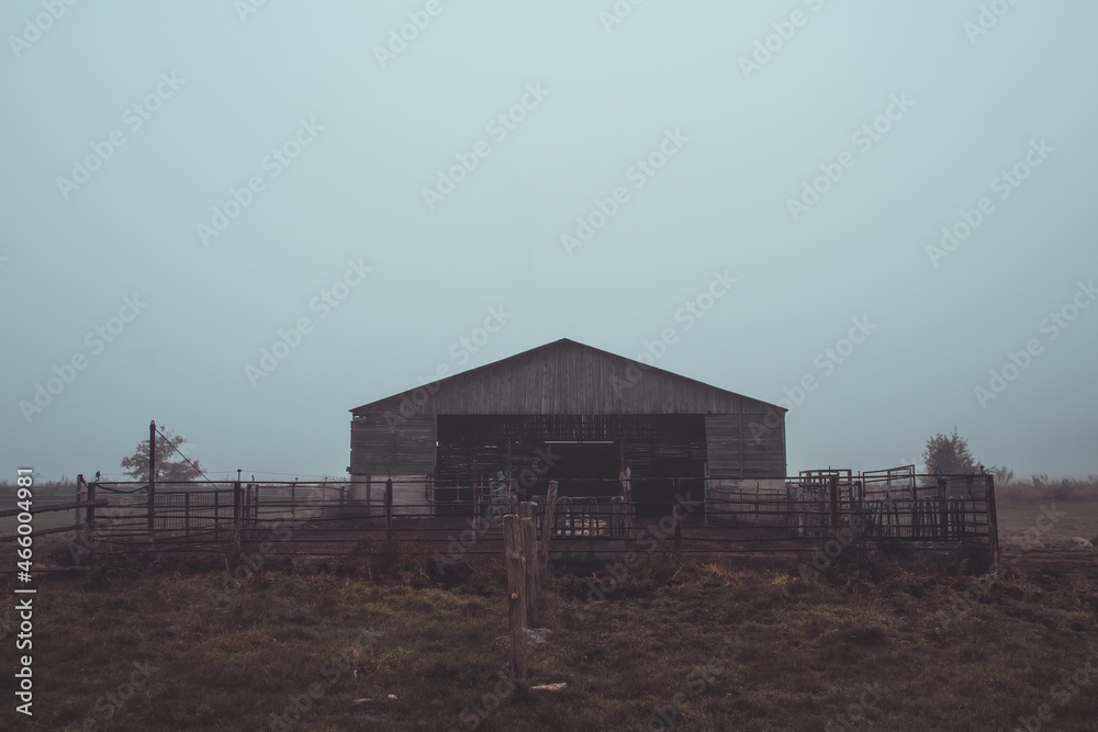 Cow farm building in misty fog weather. Colored agriculture photo Cow farm building in misty fog weather. Colored agriculture photo