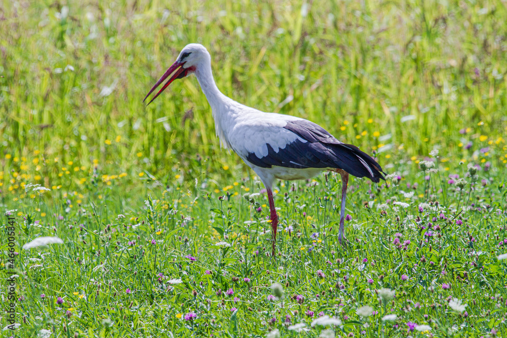 Fototapeta premium Stork in a meadow