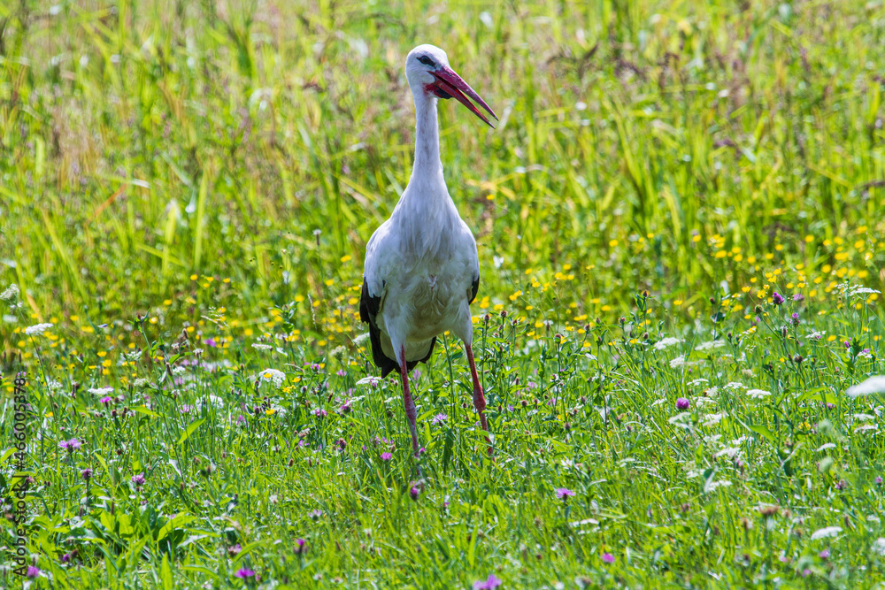 Fototapeta premium Stork in a meadow