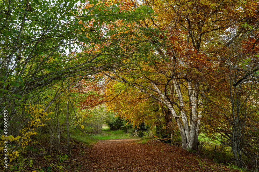 chemin en forêt au début de l'automne