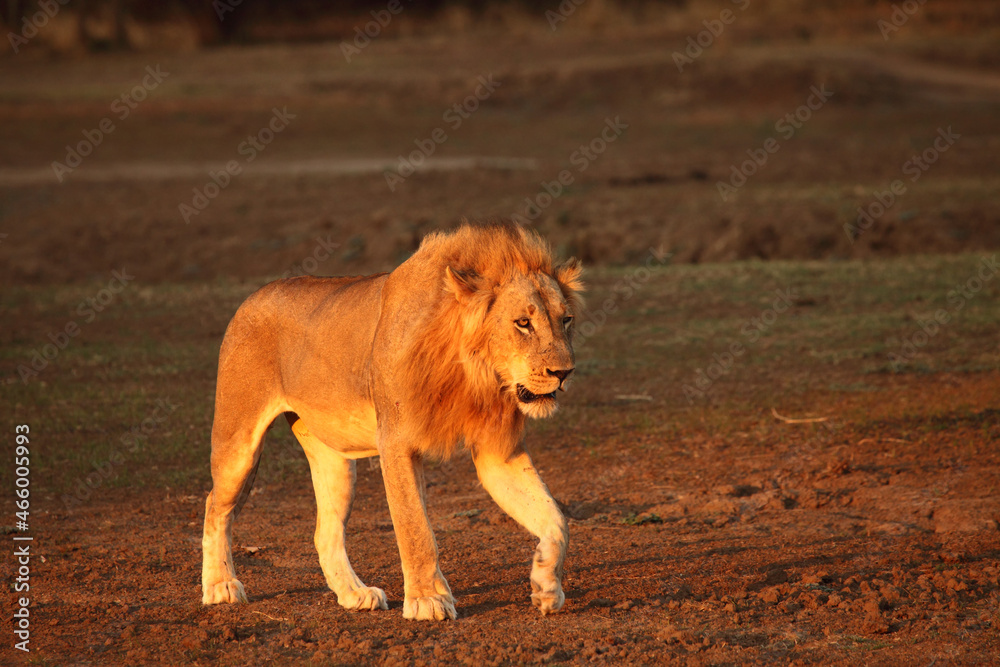 The Lion male (Panthera leo) walking on the dry brown sand and  looking for the rest of his pride.
