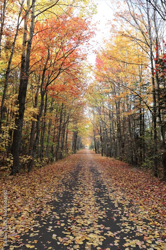 Obraz premium Forest in autumn. Autumnal landscape. Colorful and trees. Peaceful and road in forest. Hiking and adventure. Season. September, october and november. 