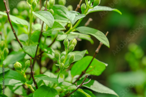 Unopened jasmine buds and young green leaves in spring
