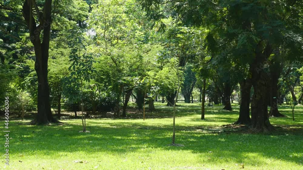 Green city park. Sunrise beam in park in hot summer day. Beautiful public park with green grass field, tropical trees in sunshine. Concept of relax and leisure in city. City park in Bangkok, Thailand Green city park. Sunrise beam in park in hot summer day. Beautiful public park with green grass field, tropical trees in sunshine. Concept of relax and leisure in city. City park in Bangkok, Thailand