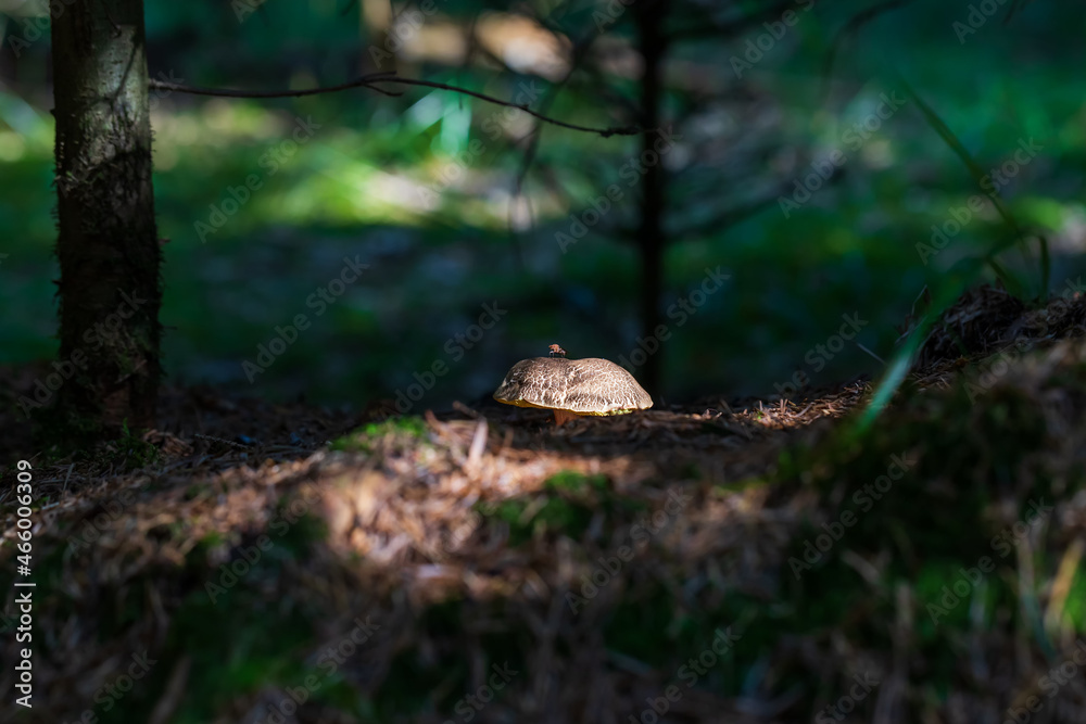 Obraz premium Edible mushrooms in the forest. The boletus has a brown hat.