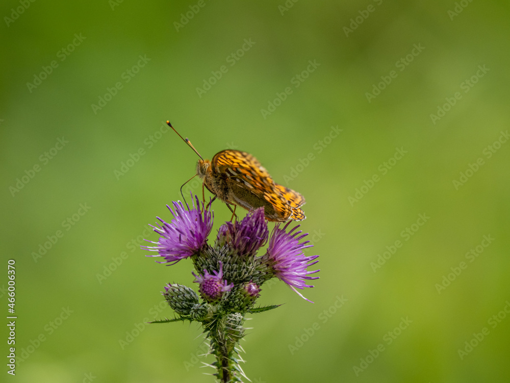 Dark Green Fritillary Feeding on Knapweed Dark Green Fritillary Feeding on Knapweed