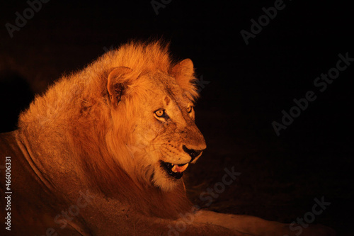 A Lion male (Panthera leo) lying in dry grassland and looking for the rest of his pride in dark night.