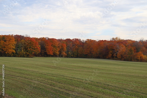 Rural field in autumn. September and october. Autumnal and nature. Landscape scenery of trees and leaves in autumn. Meadow, foliage and grass.