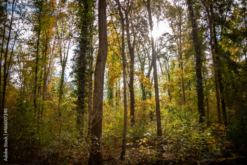 Herbstwald