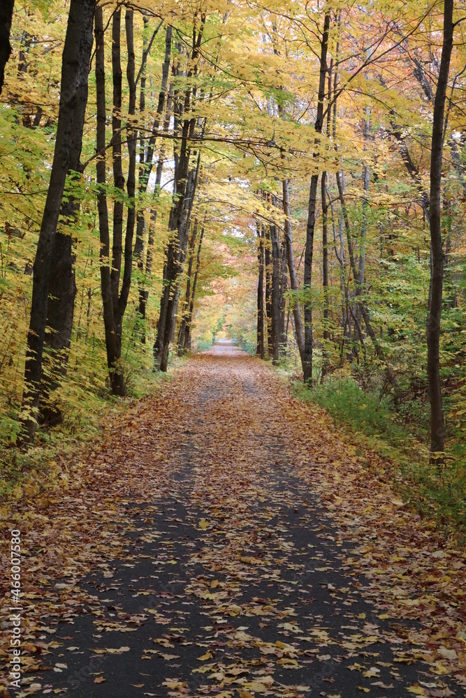 Fototapeta premium Cycle path in a forest in autumn. Autumnal and yellow leaves. Trees in october. Bike and hiking in a forest. September and october.