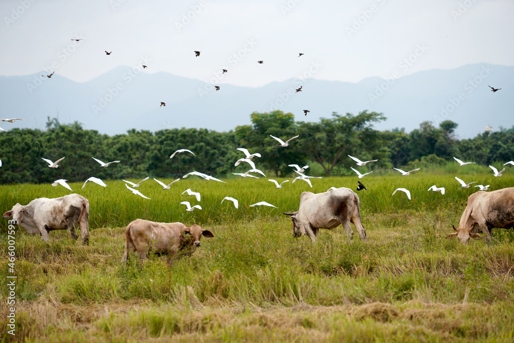 Obraz premium View of asia scene countryside Farmer's career path