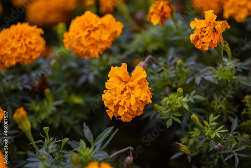 orange flowers in the nature © enginakyurt