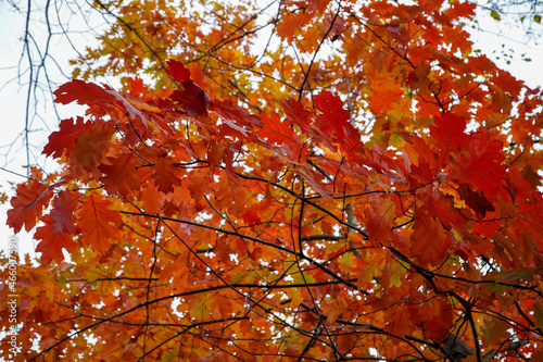 colorful oak  autumn colors  red leaves  bright autumn  autumn background 