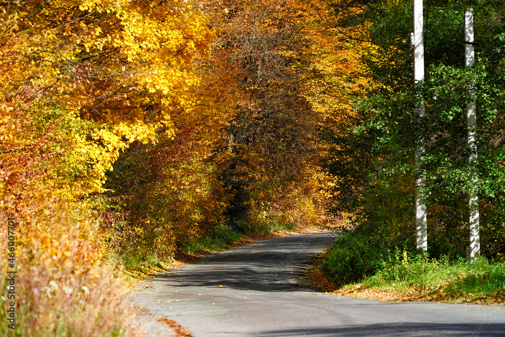 Obraz premium Autumn road, passage of yellow trees, forest landscape, colorful autumn 