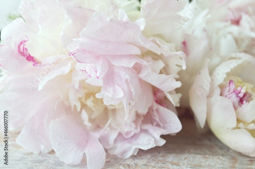 Fototapeta Naklejka Na Ścianę i Meble -  Fresh pink peony petals, background concept for wedding invitation, congratulations, Valentine's Day 