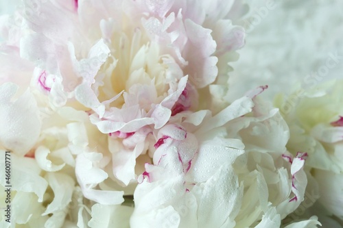 Fototapeta Naklejka Na Ścianę i Meble -  Fresh pink peony petals, background concept for wedding invitation, congratulations, Valentine's Day 