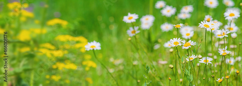 Chamomile flowers, Matricaria recutita, blooming plants in the summer meadow on a sunny day. Horizontal blurred background with copy space for text