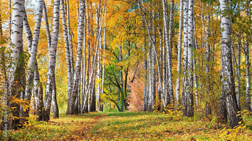 Obraz premium Birch grove on sunny autumn day, beautiful landscape through foliage and tree trunks