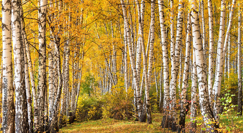 Birch grove on sunny autumn day, beautiful landscape through foliage and tree trunks