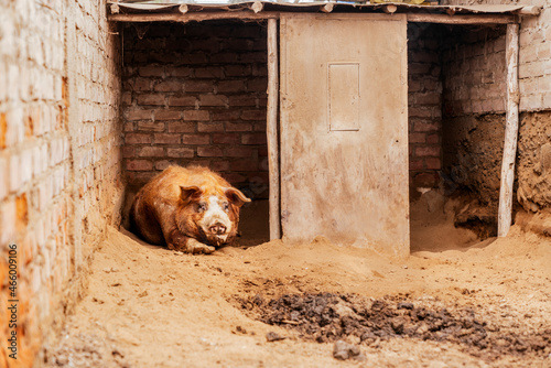 Isolated fat brown pork in a shelter of a farm