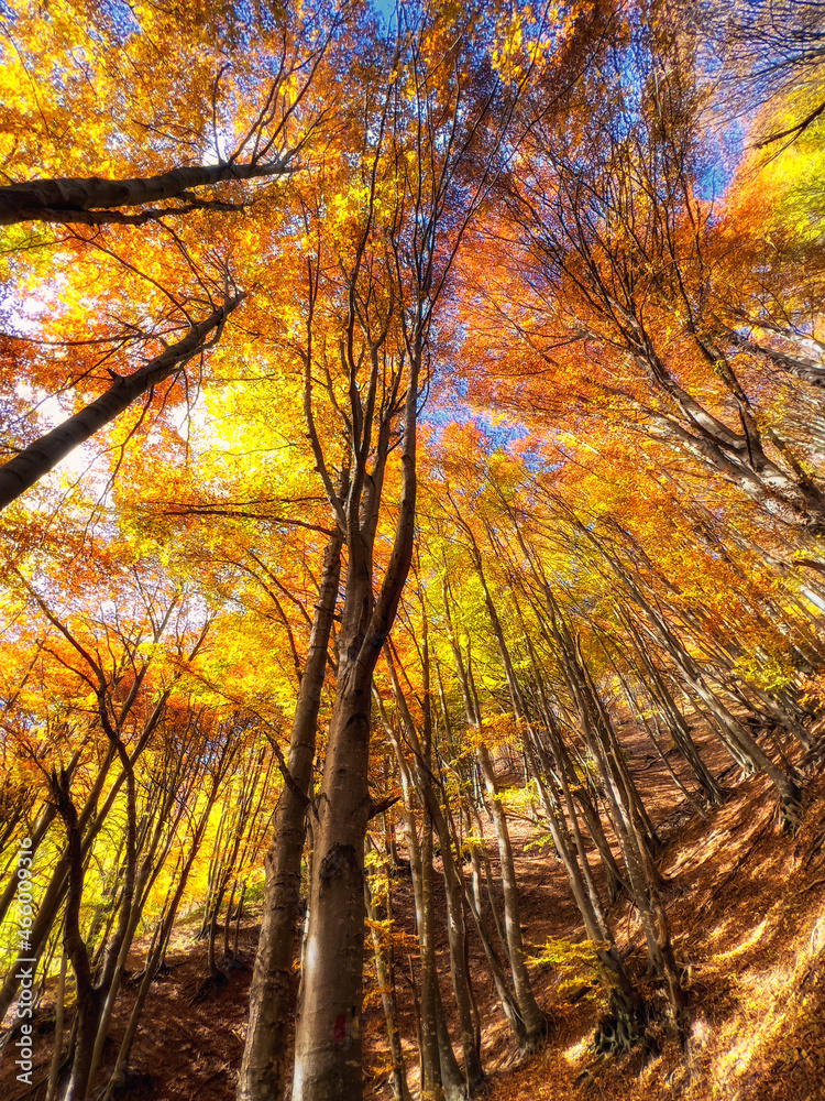 alberi alberi