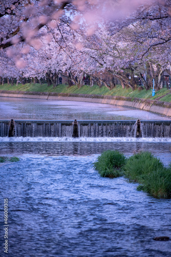 桜と川