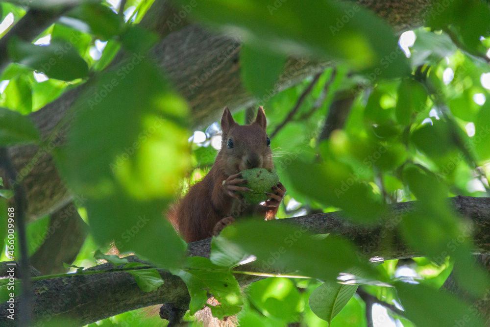 squirrel on a tree eating walnut