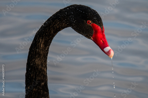 Fotografi A black swan (Cygnus atratus) during an autumn day