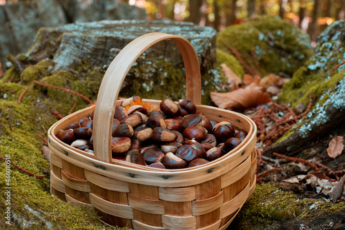 Wooden basket full of chestnuts in a forest with a background of moss and wood trunks