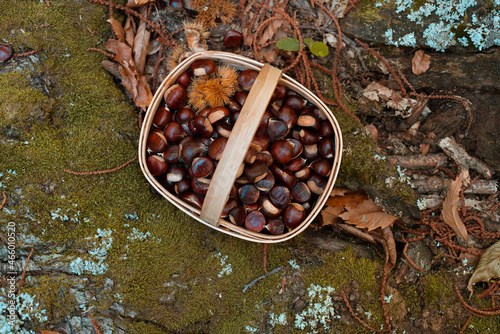 Top view wooden basket full of chestnuts in a forest with a background of moss and wood trunks