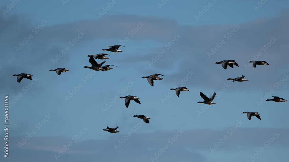 flock of geese flying