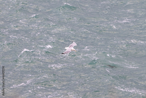 A close-up of a seabird flying over a choppy sea 