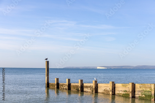 A scenic view of a wooden groyne with a seagull standing at the end of it with a majestic blue sea and white hilly cliffs in the background under a majestic blue sky and some white clouds © Dolwolfian