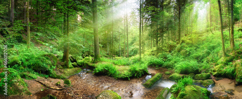 Panoramic forest scenery with rays of light falling through mist, lush green foliage and a stream with tranquil clear water