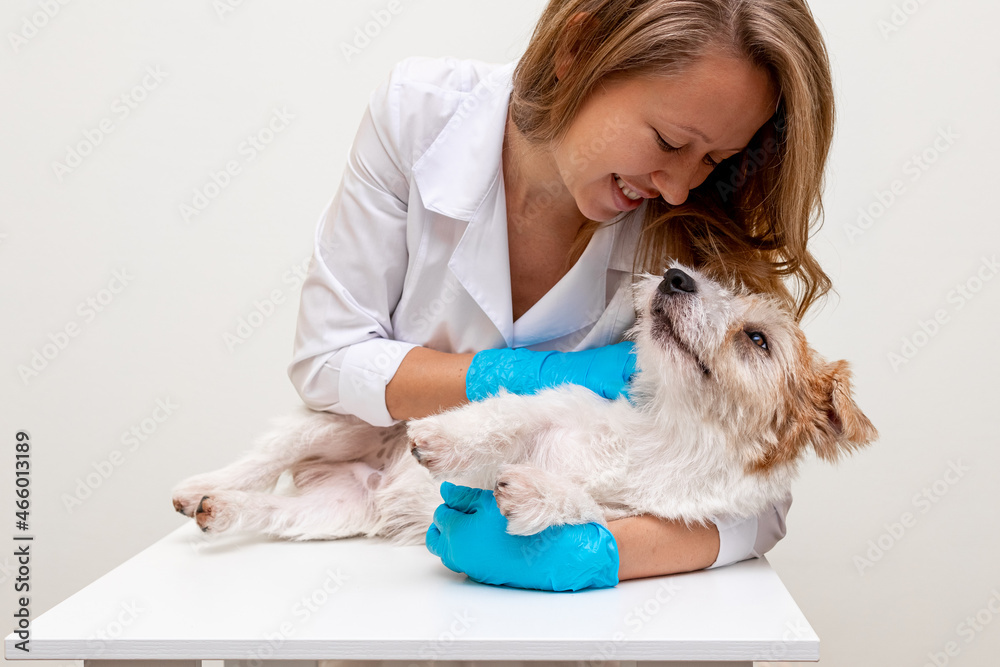 Grooming procedure in a veterinary clinic. Girl in blue gloves and a white coat stroking Jack Russell Terrier on the table before cutting Grooming procedure in a veterinary clinic. Girl in blue gloves and a white coat stroking Jack Russell Terrier on the table before cutting